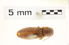 Foto (Dorsalansicht) von Agriotes karabachensis (NHMW-ZOO-COL-0008406)